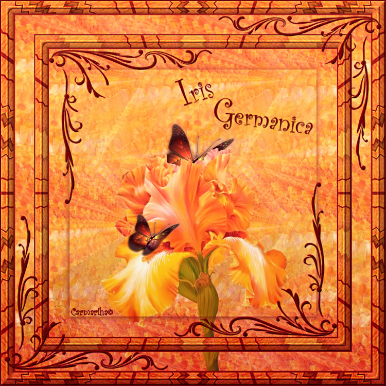 tag_iris_germanica