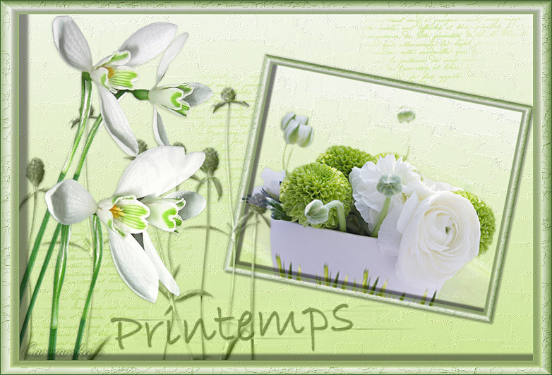 tag_perce_neige